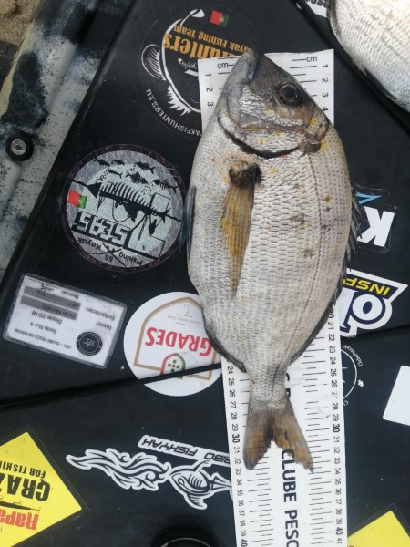 Fish Measure Picture