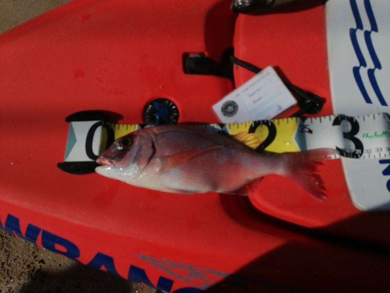 Fish Measure Picture