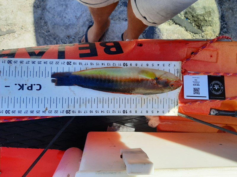 Fish Measure Picture