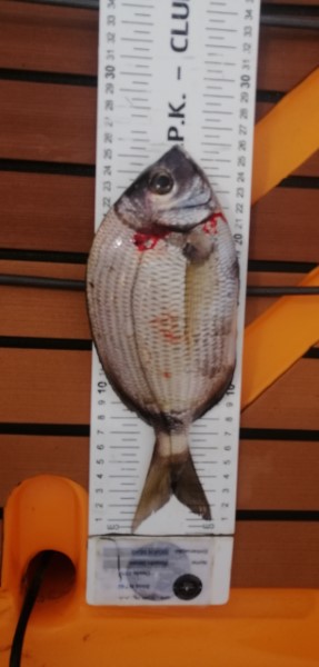 Fish Measure Picture