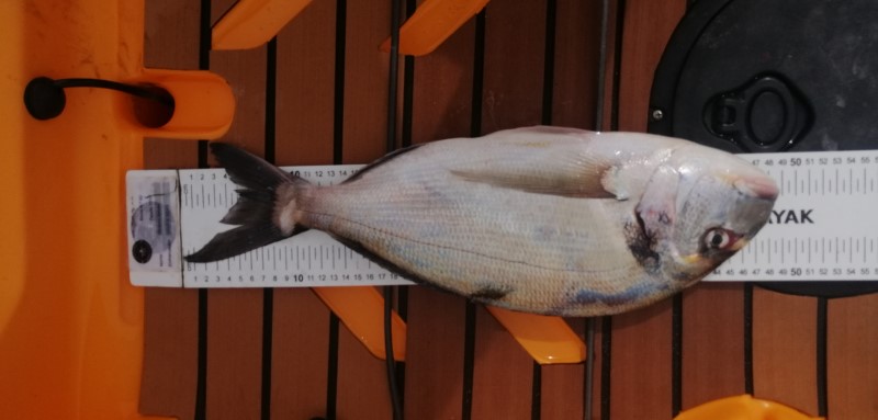 Fish Measure Picture