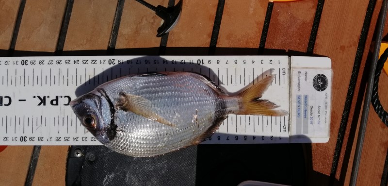 Fish Measure Picture