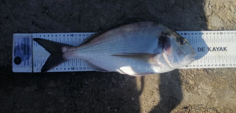 Fish Measure Picture