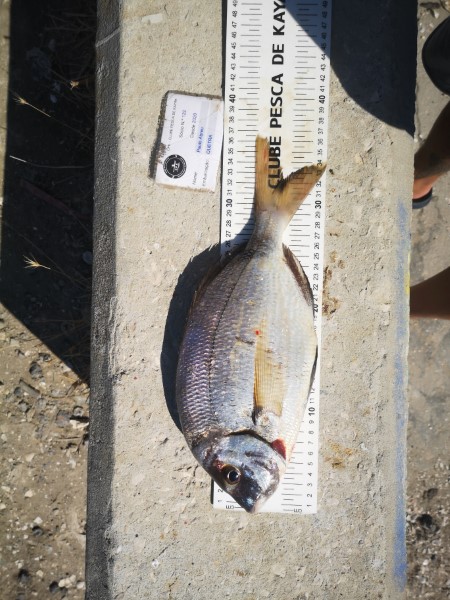 Fish Measure Picture
