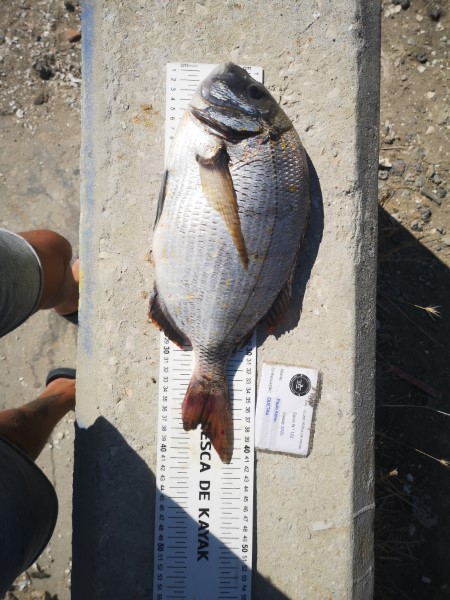 Fish Measure Picture