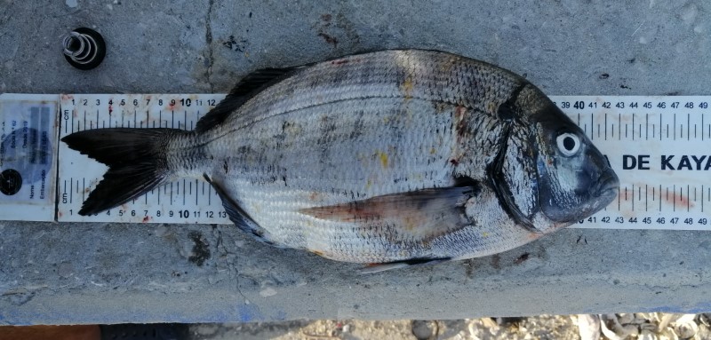 Fish Measure Picture
