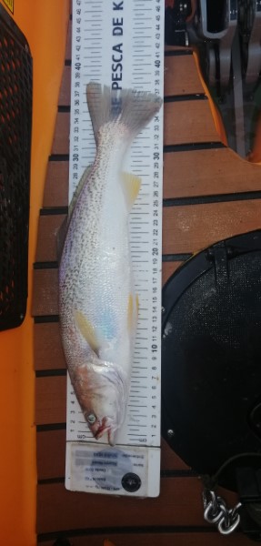 Fish Measure Picture