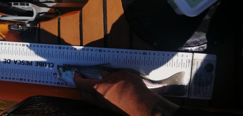 Fish Measure Picture