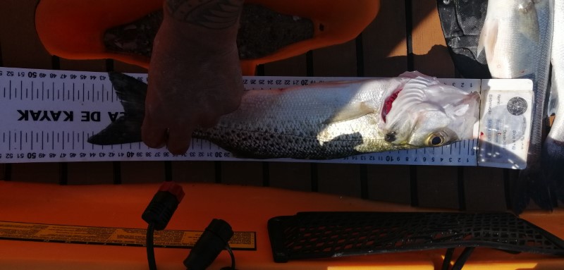 Fish Measure Picture