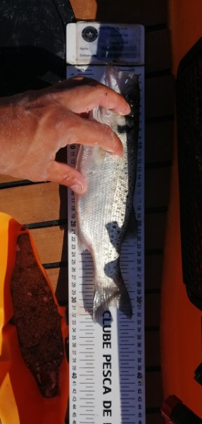 Fish Measure Picture