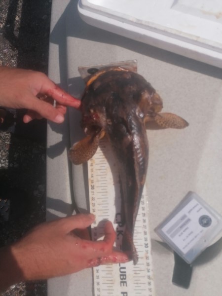 Fish Measure Picture