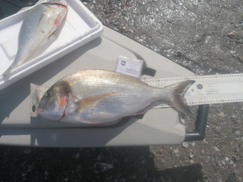 Fish Measure Picture