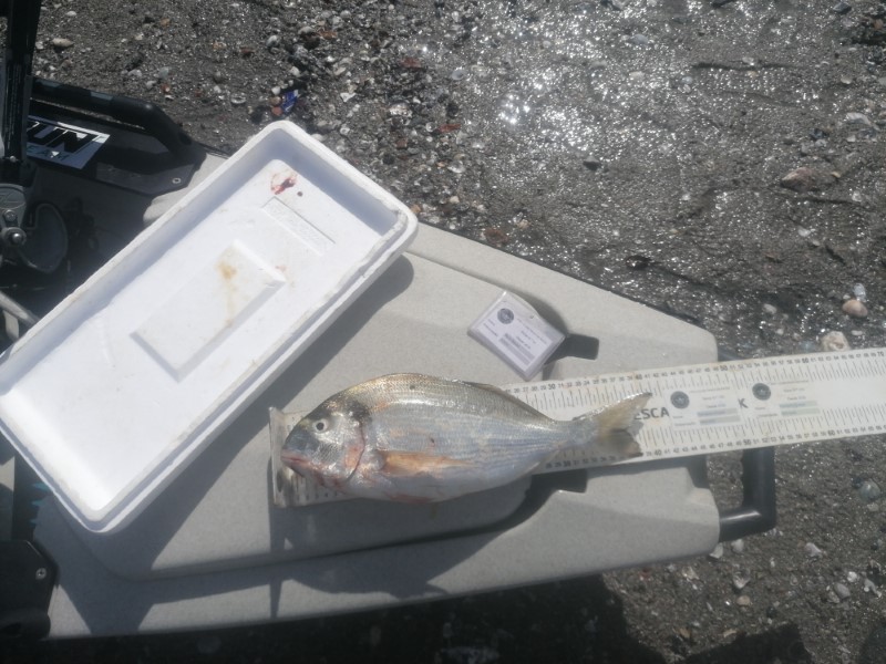 Fish Measure Picture