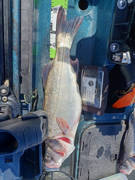 Fish Measure Picture
