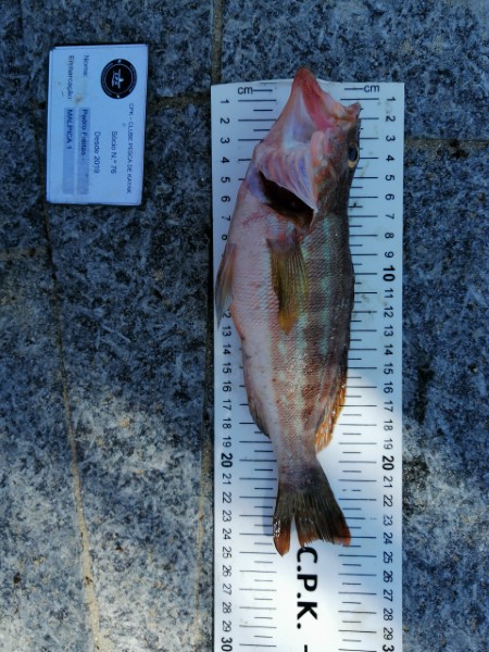 Fish Measure Picture