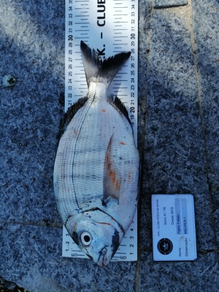 Fish Measure Picture