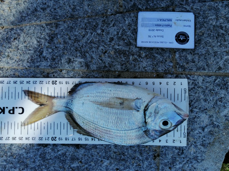 Fish Measure Picture