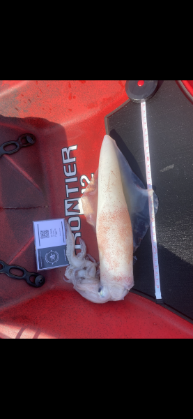 Fish Measure Picture