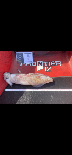 Fish Measure Picture