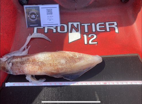 Fish Measure Picture