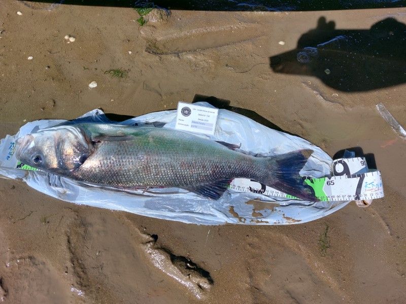 Fish Measure Picture