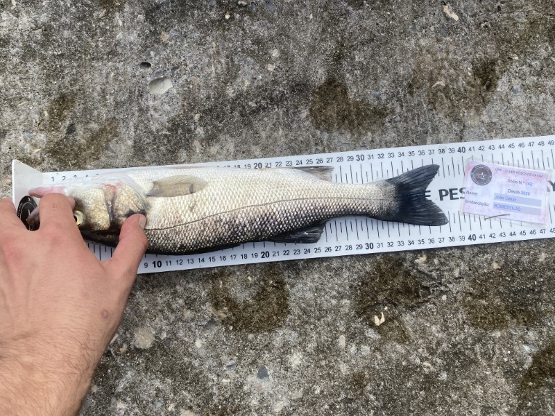 Fish Measure Picture