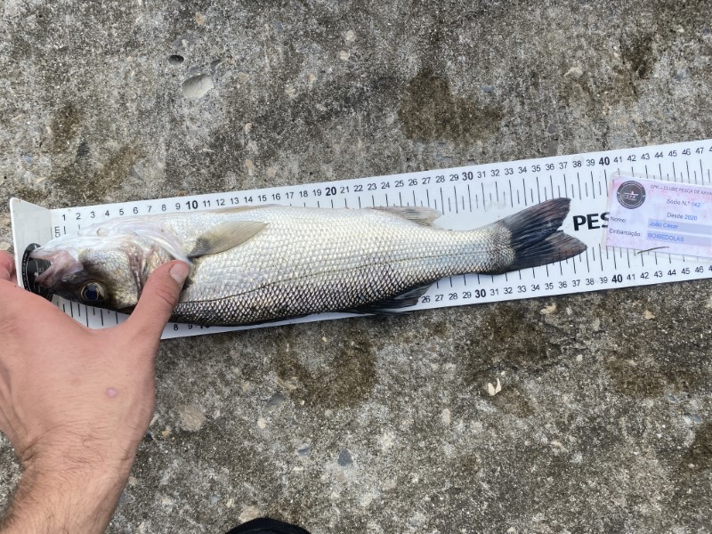 Fish Measure Picture