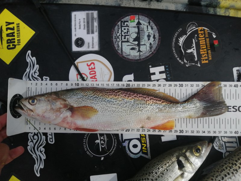 Fish Measure Picture