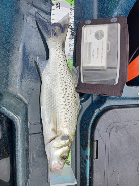Fish Measure Picture