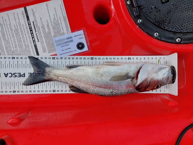 Fish Measure Picture