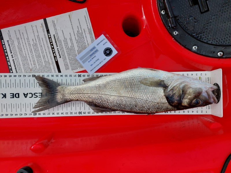 Fish Measure Picture