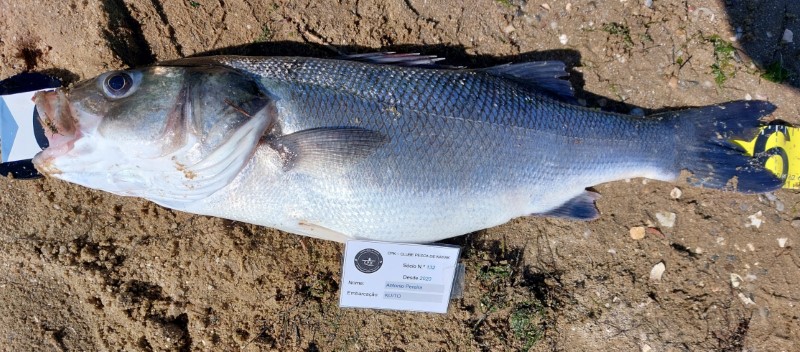 Fish Measure Picture