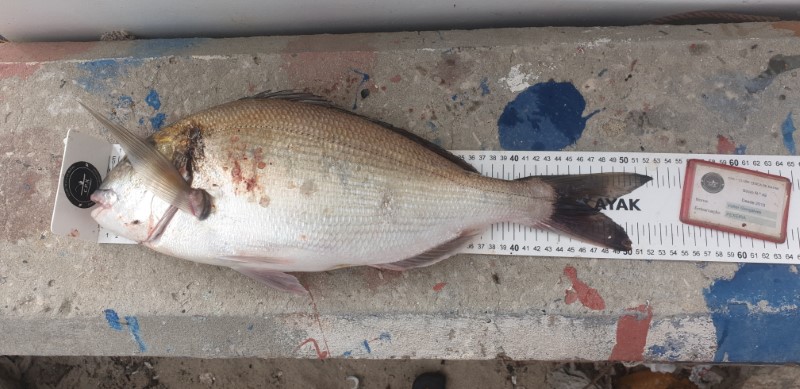 Fish Measure Picture
