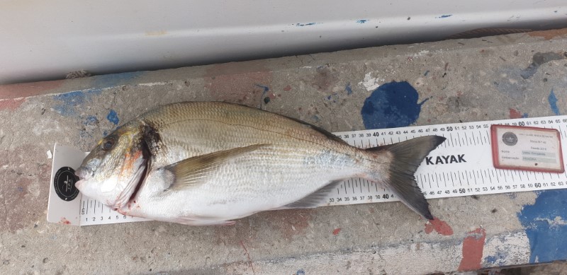 Fish Measure Picture