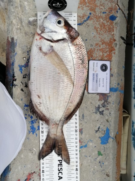 Fish Measure Picture