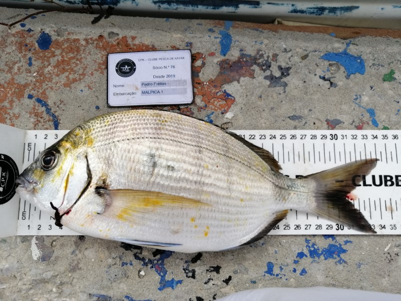Fish Measure Picture