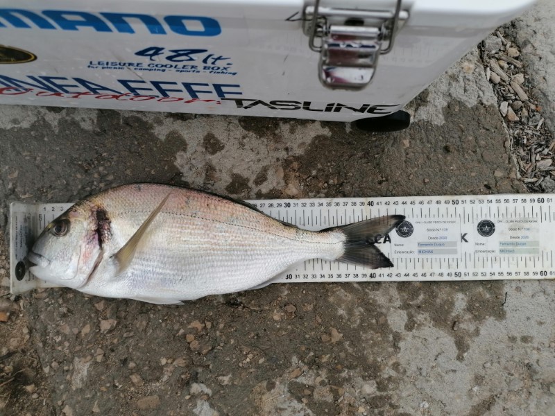 Fish Measure Picture