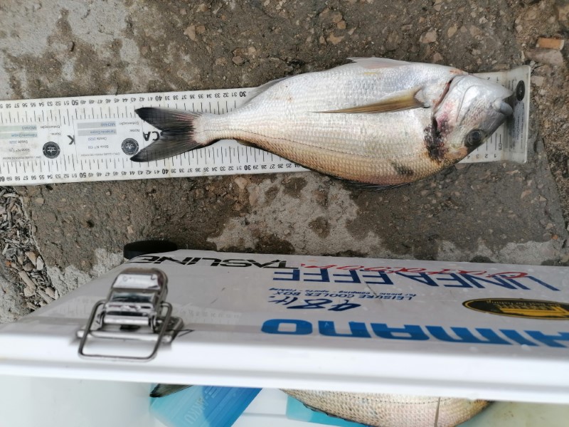 Fish Measure Picture