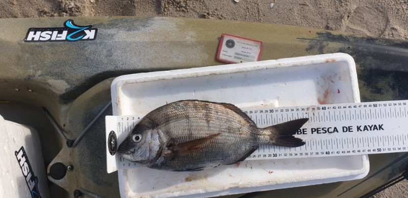 Fish Measure Picture