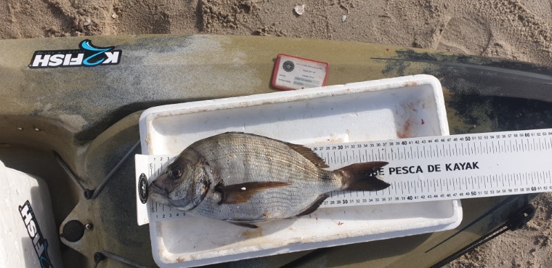 Fish Measure Picture
