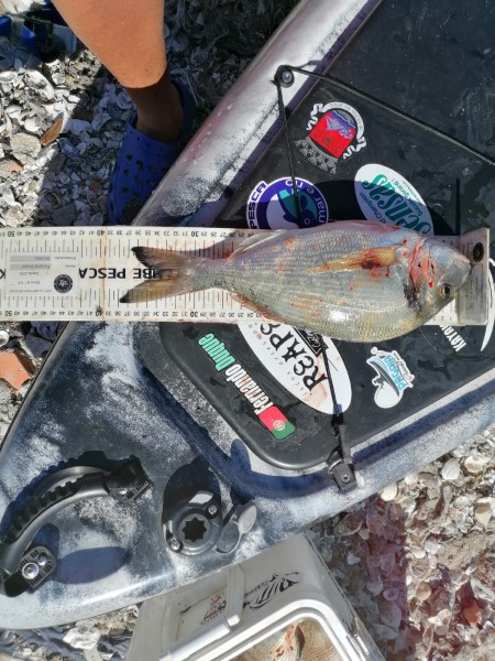 Fish Measure Picture