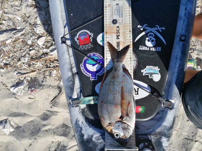Fish Measure Picture