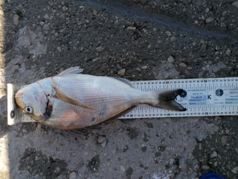 Fish Measure Picture