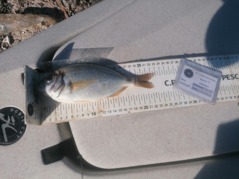 Fish Measure Picture