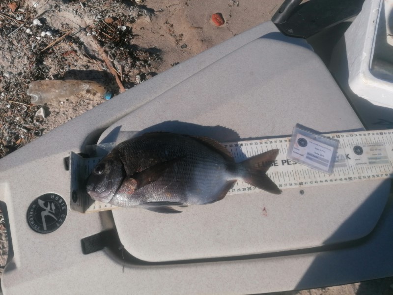 Fish Measure Picture
