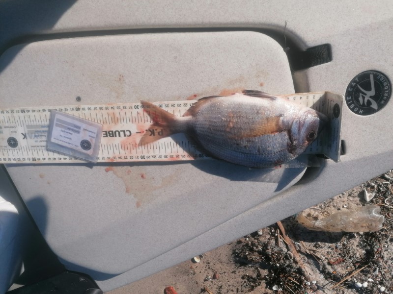 Fish Measure Picture