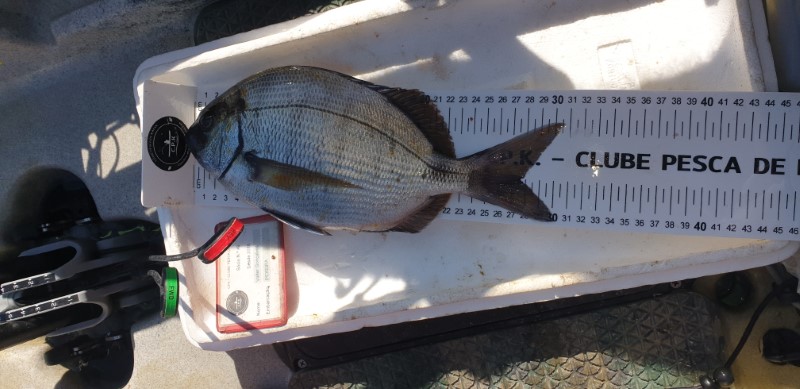 Fish Measure Picture