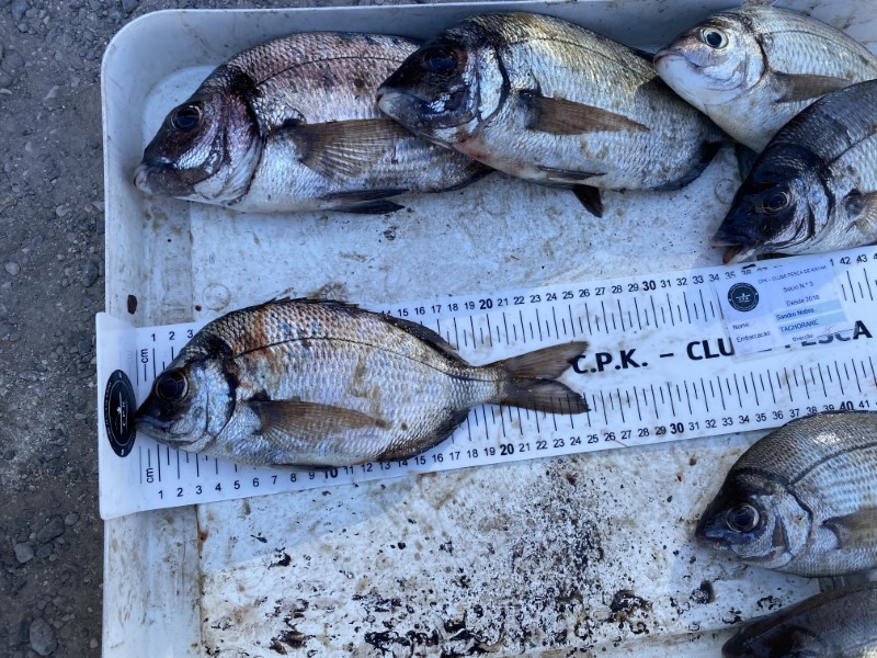 Fish Measure Picture