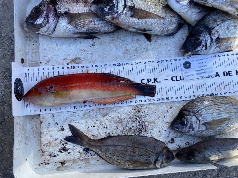 Fish Measure Picture