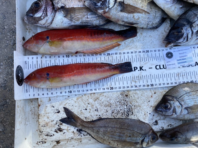 Fish Measure Picture